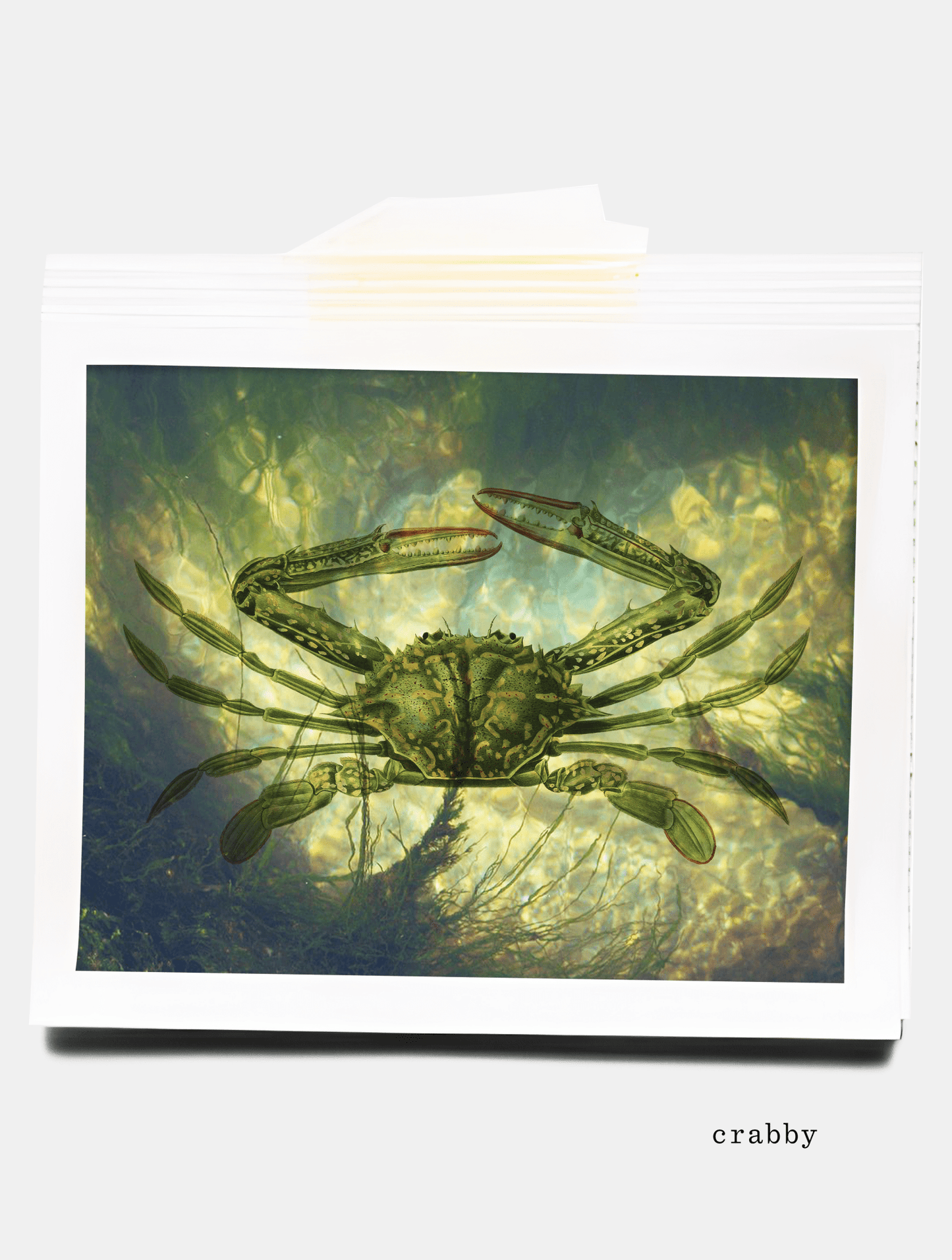 crabby baby tee